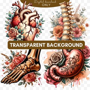 Watercolor Human Anatomy Ephemera Clipart Bundle, Watercolor Clipart ...