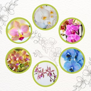 Mix de Substrats pour Orchidées épiphytes Phalaenopsis image 6
