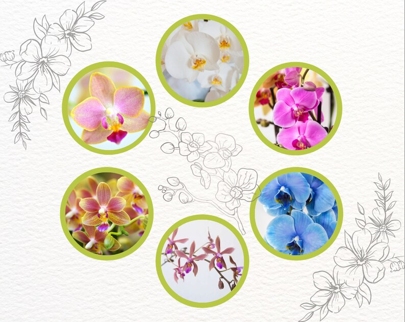 Mix van substraten voor epifytische orchideeën Phalaenopsis afbeelding 6