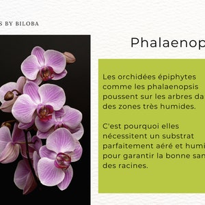 Mix van substraten voor epifytische orchideeën Phalaenopsis afbeelding 2