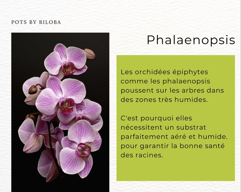 Mix van substraten voor epifytische orchideeën Phalaenopsis afbeelding 2