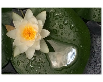 Seerose Aluminiumdruck 20 x 30 cm