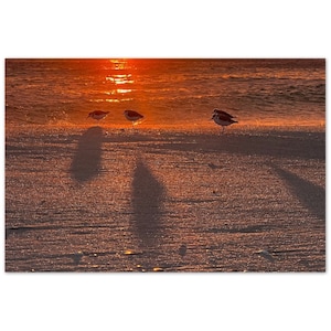 Sandpipers at Sunset Aluminum Print 8&quot; x 12&quot;