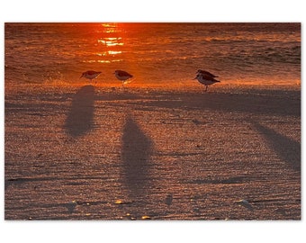Sandpiper bei Sonnenuntergang Aluminiumdruck 20 x 30 cm