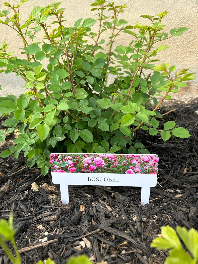 Garden Stakes With Picture Roses Plant Labels With Pictures Etsy