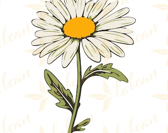 Simple Daisy SVG and PNG Set - 2000x2000px