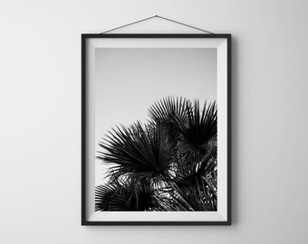 Minimalist Black & White Tropical Palm Fronds Photo Art Print