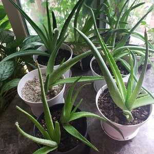 Aloe Vera plant