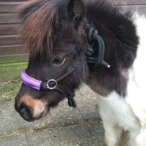 Puede incluir: Un pony blanco y negro con un cabezada morado y negro. El cabezada tiene un anillo de metal en la nariz.