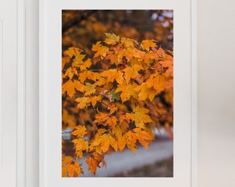 Arte de hojas de arce, follaje de otoño, impresión enmarcada de árbol de arce, imagen profesional, decoración de la casa de otoño, impresiones digitales enmarcadas, galería de arte de otoño
