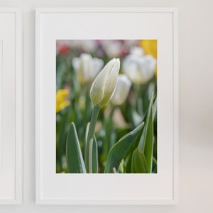 Blooming Tulip, White + Yellow Flower Fields, Digital Print, Professional Image