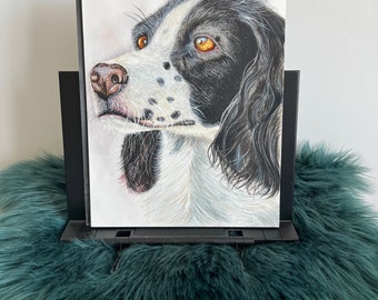 Springer spaniel