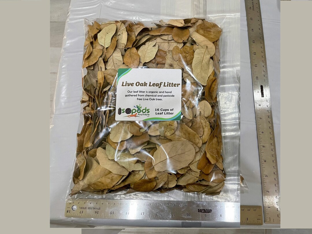 1 Gallon Live Oak Leaf Litter Isopods Substrate Bedding Dart Frog Etsy