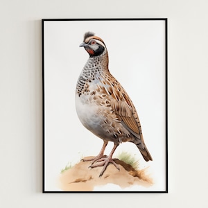 Watercolor Quail Wall Decor Quail Poster For Bird Lover Poster Printable Quail Wall Art Animal Lover Room Decor Adorable Bird Poster Print