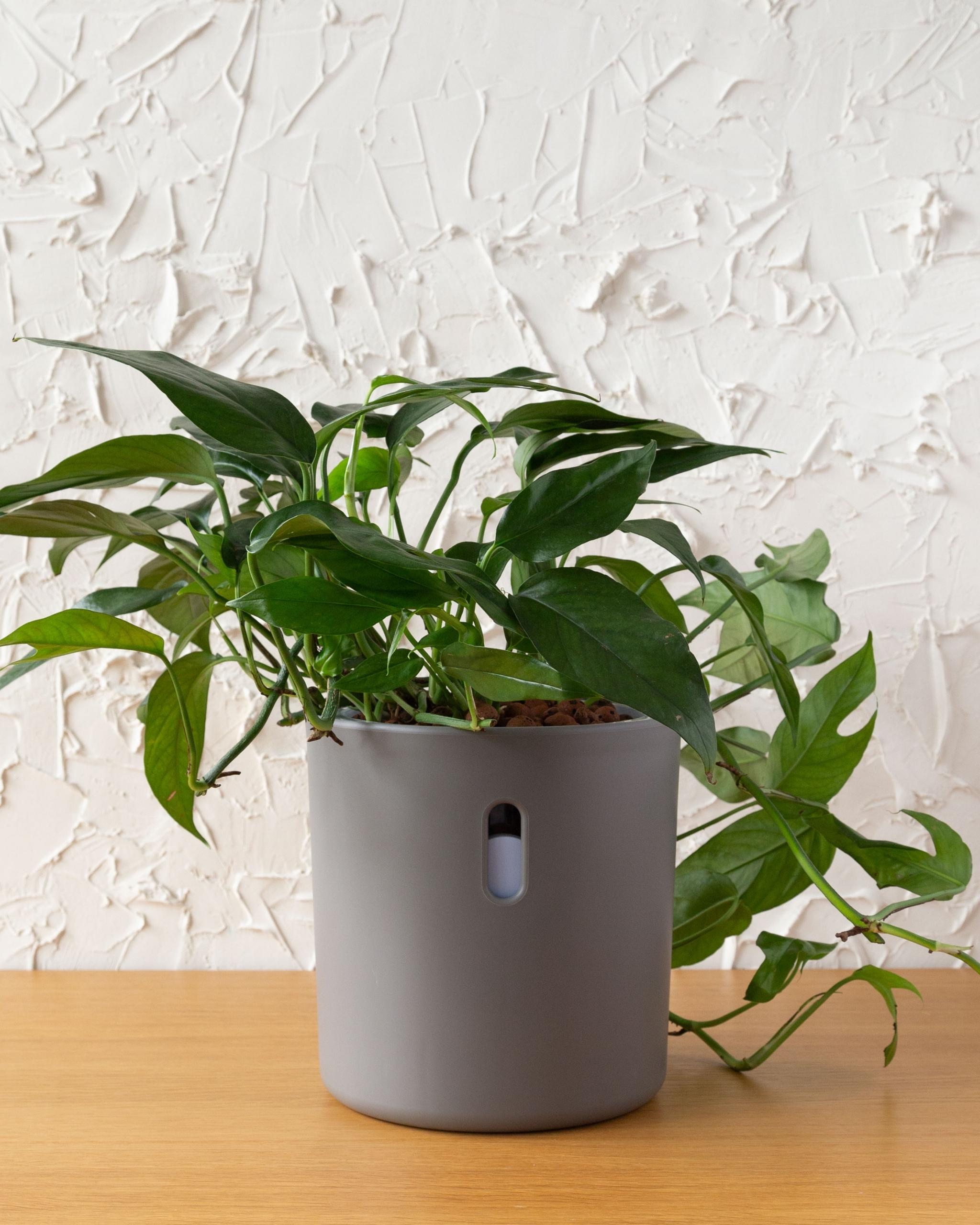 Leca Pots, Semi Hydro Self Watering Planter Large for Leca and Pon