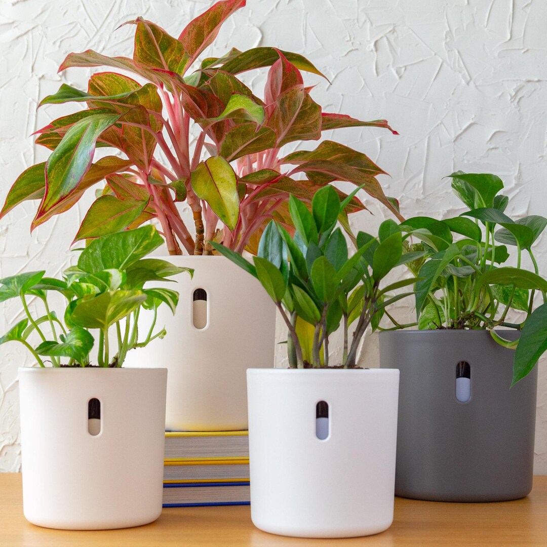 Self Watering Planter, Long Lasting | Unique Cute Plant Pot for Indoor  Plants | Great for Monstera, Pothos, African Violet + More | 4" & 6" - Etsy  Israel