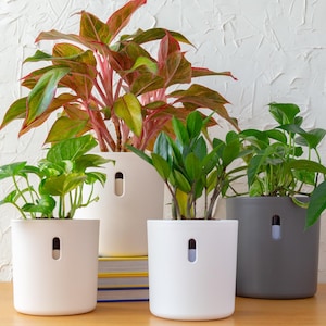 Self Watering Planter, Long Lasting | Unique Cute Plant Pot for Indoor Plants | Great for Monstera, Pothos, African Violet + More | 4" & 6"