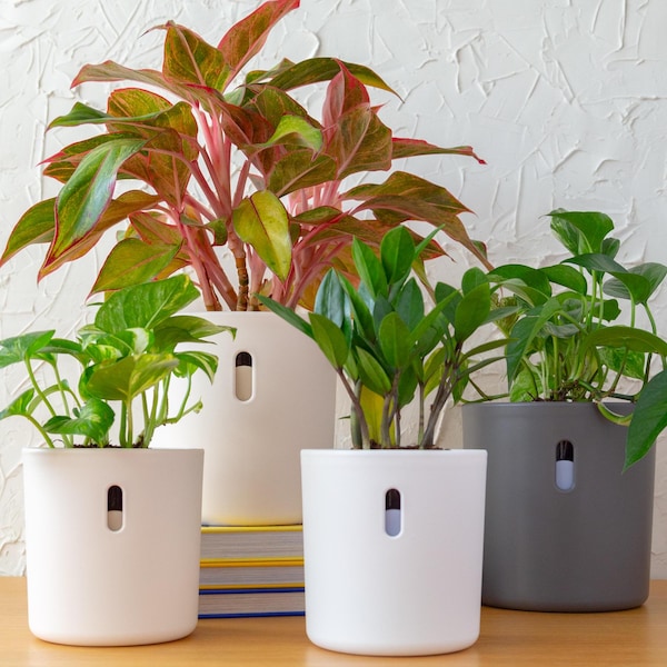 Self Watering Planter, Long Lasting | Unique Cute Plant Pot for Indoor Plants | Great for Monstera, Pothos, African Violet + More | 4" & 6"