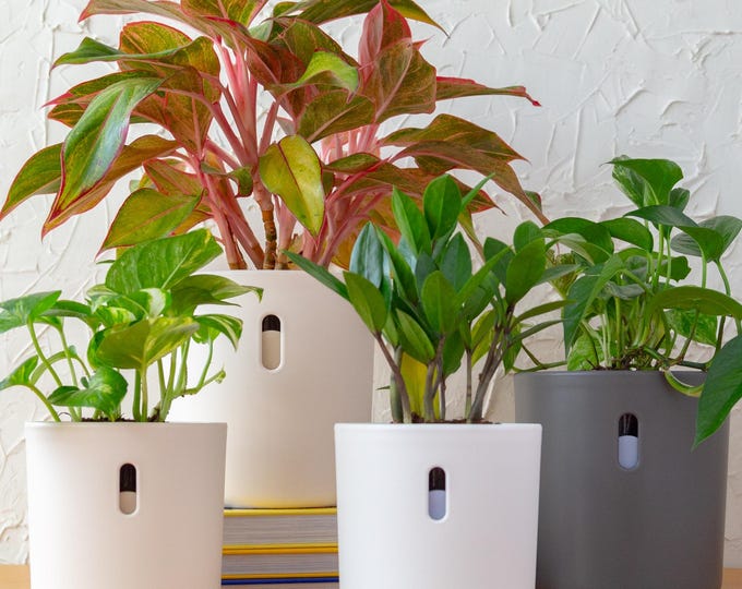 Self Watering Planter, Long Lasting | Unique Cute Plant Pot for Indoor Plants | Great for Monstera, Pothos, African Violet + More | 4" & 6"