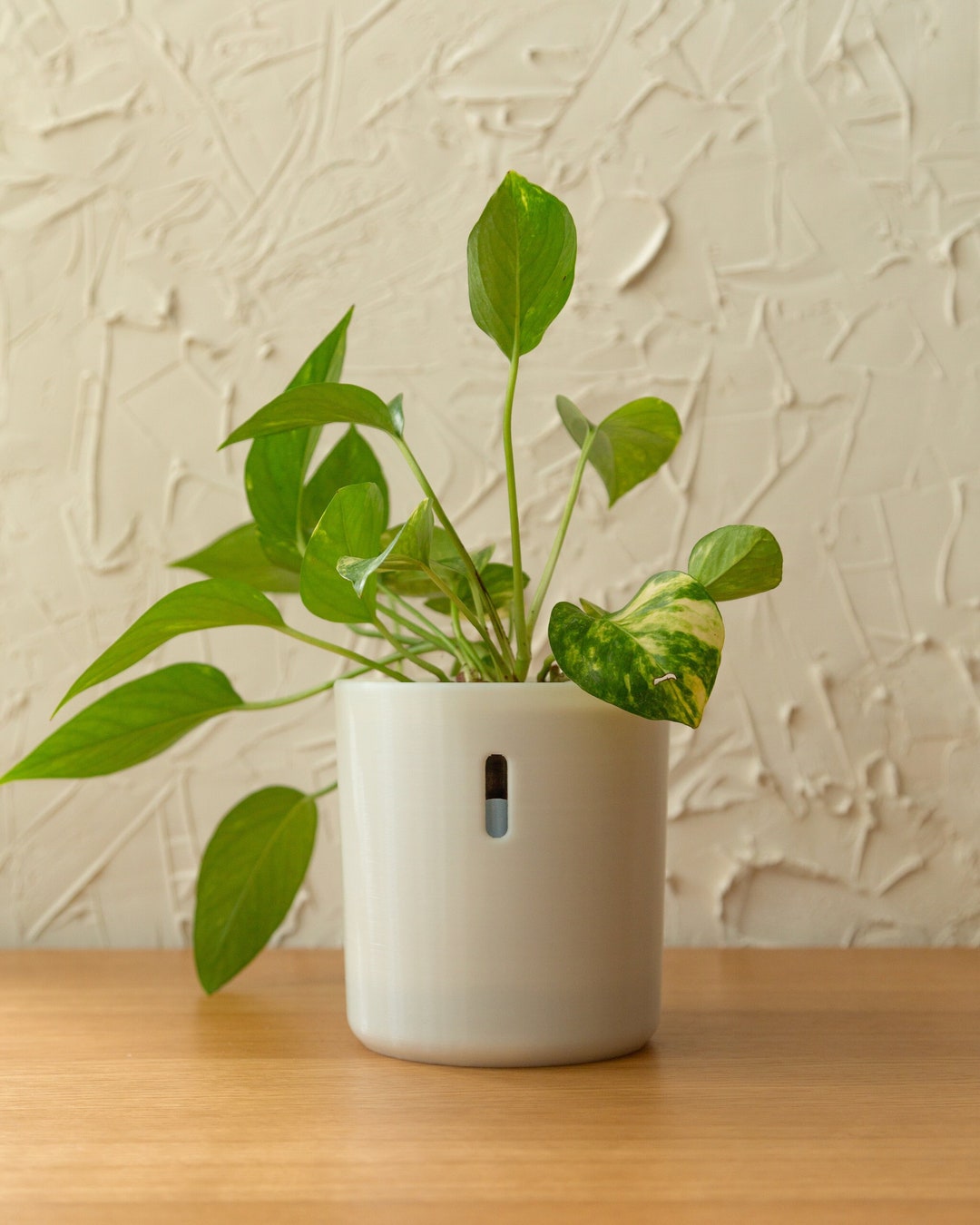 LECA Pots Tall Self Watering Planter for Houseplants Hydropot Semi