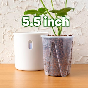 May include: A clear plastic pot with a 5.5 inch diameter, filled with brown hydro-granules, and a green plant growing inside. The pot is sitting on a wooden surface.