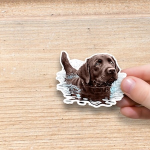 Chocolate Lab Swimming Vinyl Sticker | Water Bottle Sticker | Laptop Sticker | Labrador Retriever Sticker | Dog Glossy Sticker