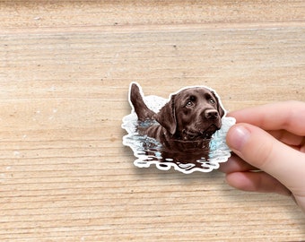 Chocolate Lab Swimming Vinyl Sticker | Water Bottle Sticker | Laptop Sticker | Labrador Retriever Sticker | Dog Glossy Sticker