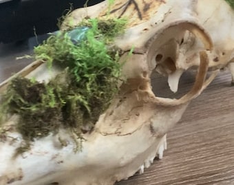 Deer Skull