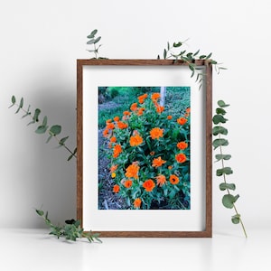 Orange Flower Digital Print Download Floral Wall Art For Her Gift for Mom Orange Flowers Wall Decor Nature Home Decor Flower Digital Art
