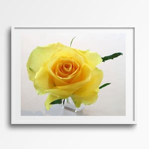 Yellow Rose Digital Print gift for Mom Valentines Day Print Instant Download Flower Photograph Gift for Her Still Life Print Romantic Gift