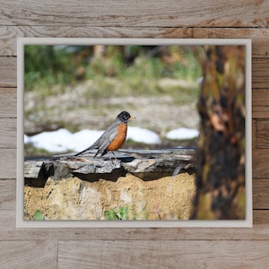 Robin Red Breast on wall Robin Bird Sitting Winter Bird Bird Red