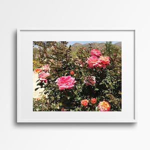 Romantic Rose Digital Print Pink and Orange Flower Photograph Beautiful Garden Digital Photo Greenery Wall Art Colorful Nature Photograph