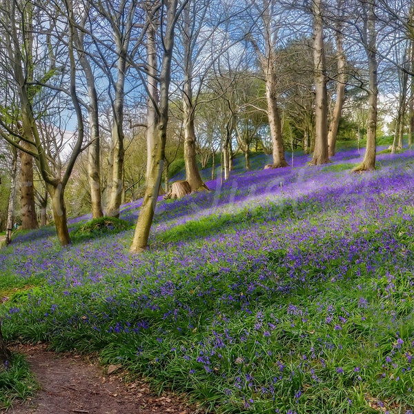 Panorama Canvas: Bluebell Heaven, Emmetts Garden, E Sussex, England. Digital Art - Wall Decor for Home, Living Room, Bedroom, Office