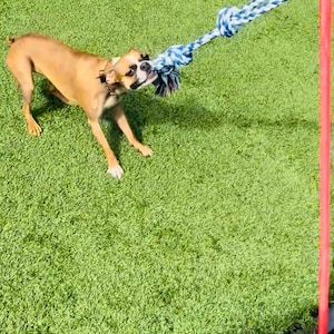 May include: A tan and white dog is playing tug-of-war with a blue and white rope toy. The dog is on a green, artificial turf surface. A red pole is in the background.