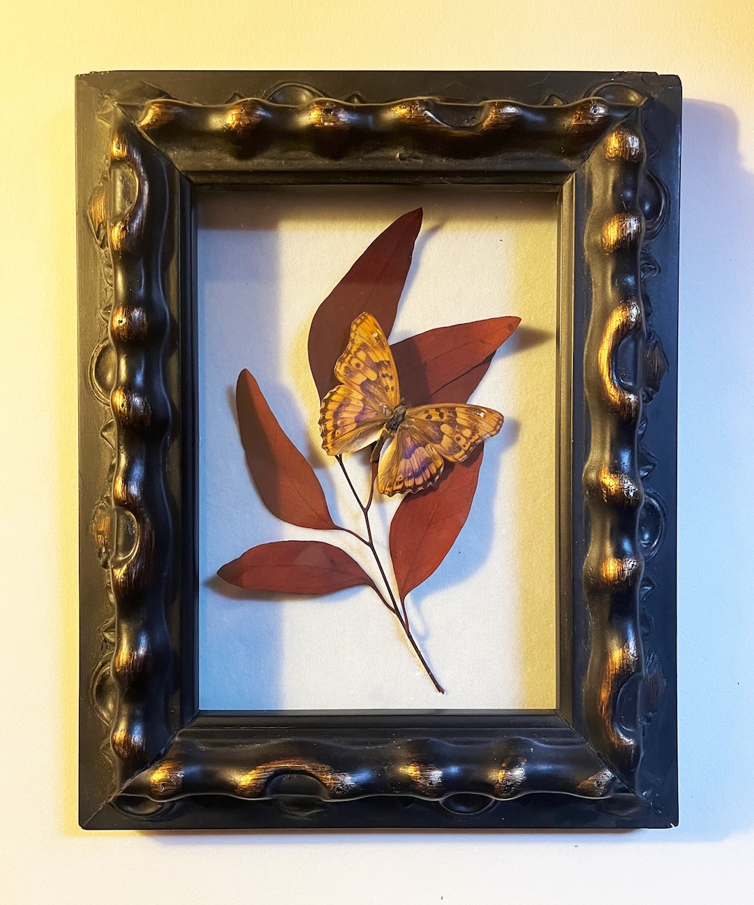 Butterfly Frame Real Preserved Apatura Laverna Butterfly Taxidermy in a ...