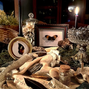 Natural History Mystery Box - Insect Shadow Box, Bones, Shells, Natural Oddities & Curiosities Collection Set - Unique Nature Lover Gift