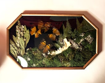Bubble Glass Butterfly Frame - Four Real Tawny Rajah Butterflies, a Coyote Jaw Bone, Moss, and Preserved Flowers in a Vintage Gold Frame