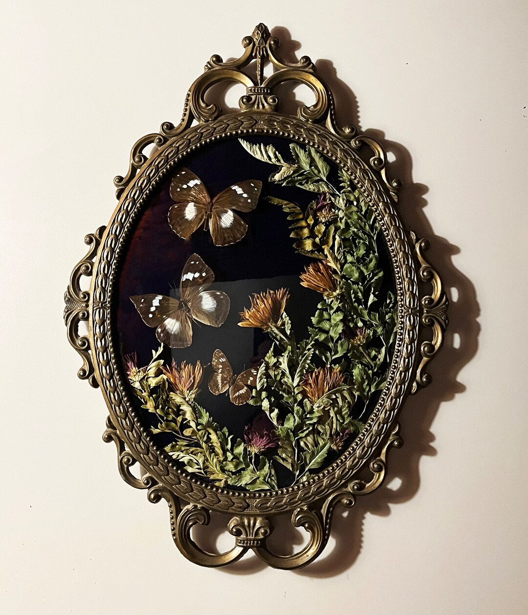 Butterfly Taxidermy Bubble Glass Frame - Real Forest Glade Nymph and ...