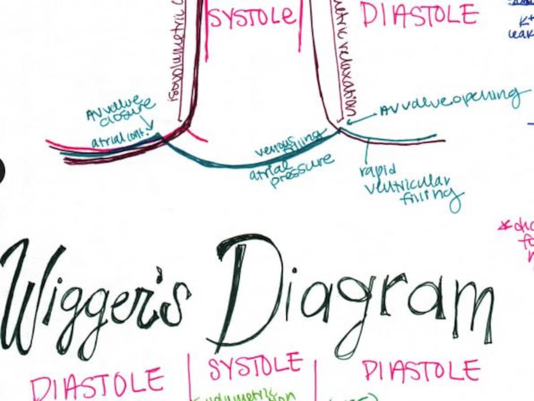 Cardiac Wigger's Diagram With Explanation 2 Pages - Etsy