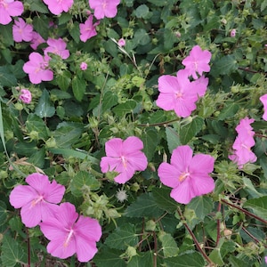 30 + Pink Rock Rose Seeds Pavonia Lasiopetala Seeds Free SH