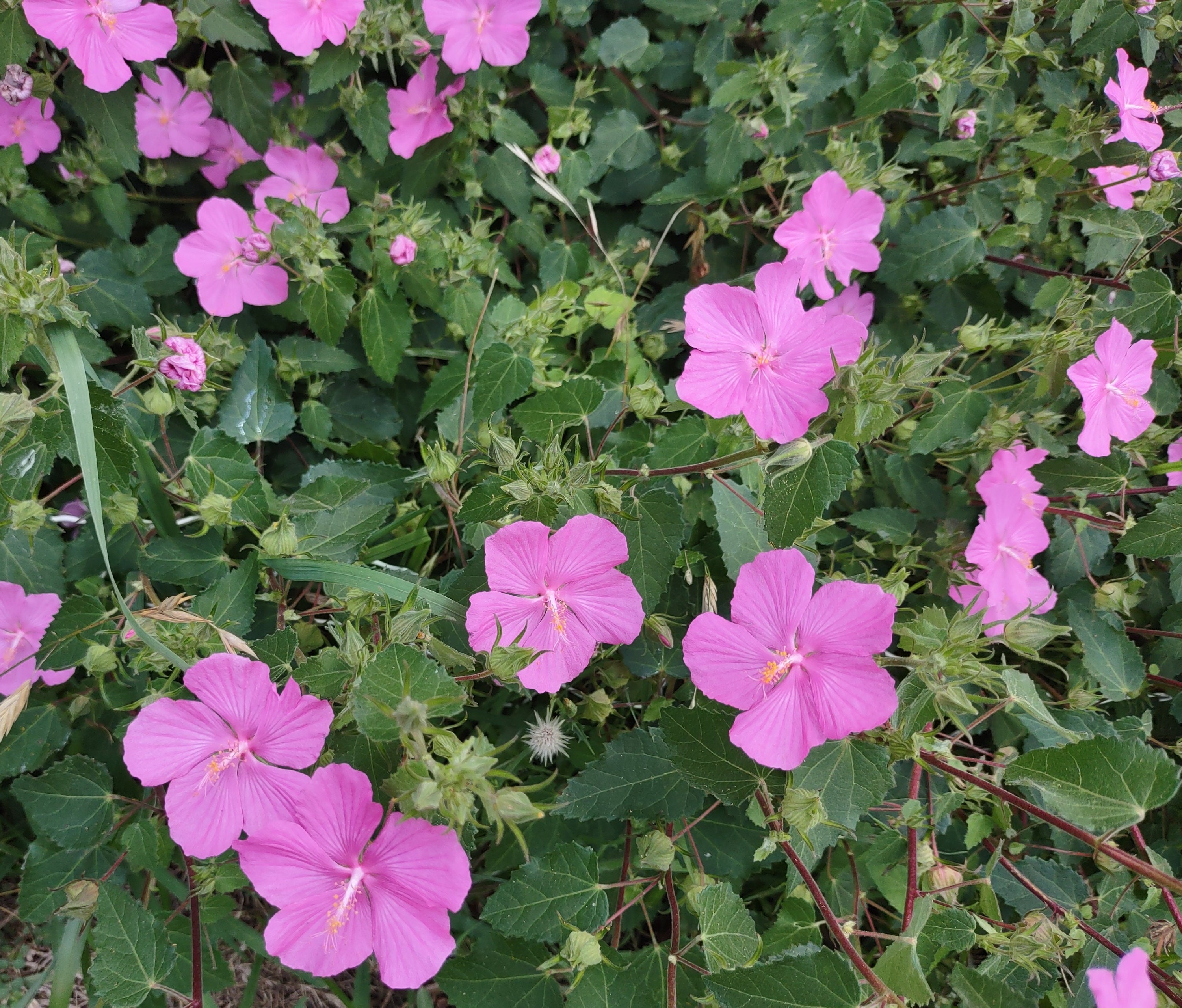 30 Pink Rock Rose Seeds Pavonia Lasiopetala Seeds Free SH Etsy