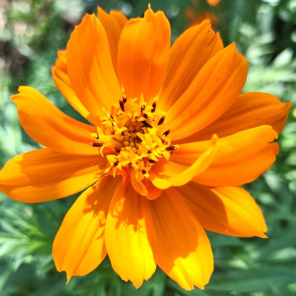 Cosmos Seeds Tall Orange Sulphur 40 Ct Semi Double Blooms Flower ANNUAL FREE S&H