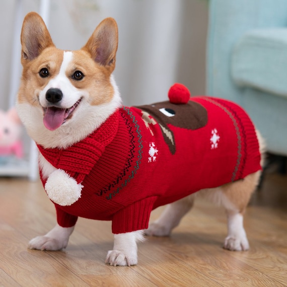 Corgi with clearance clothes