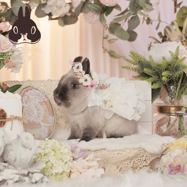 Pet Rabbit Clothing - Etsy