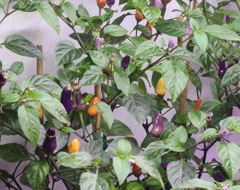 ZADEN 5 kleur peperplant zaden