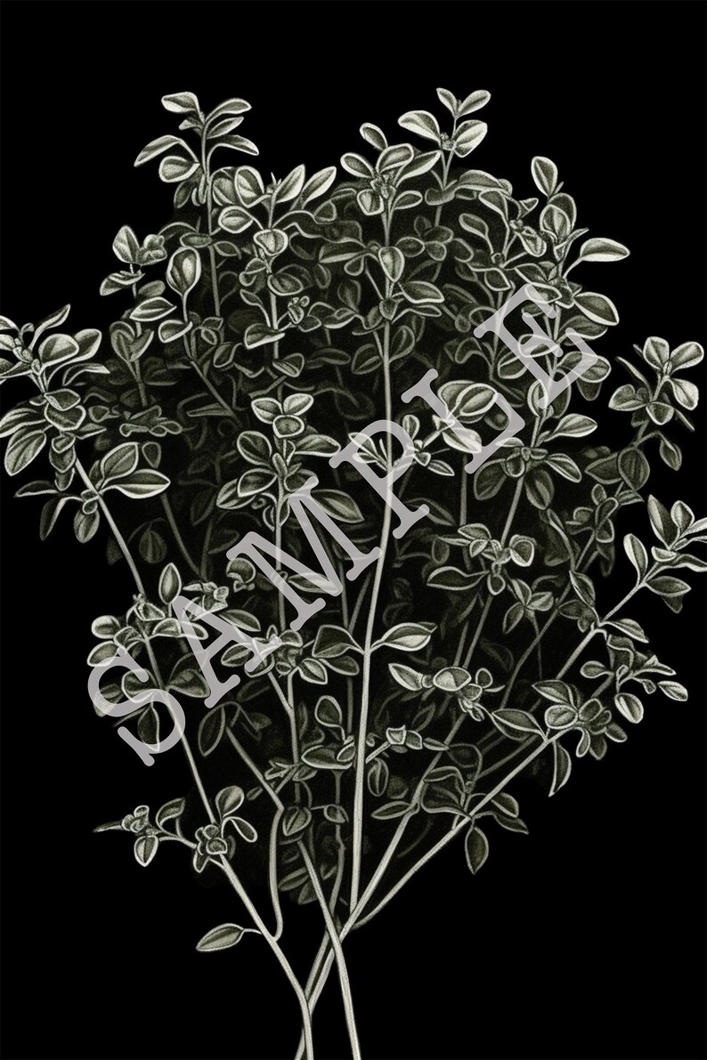 Oregano Illustration Pencil Drawing Print Botanical Poster Etsy
