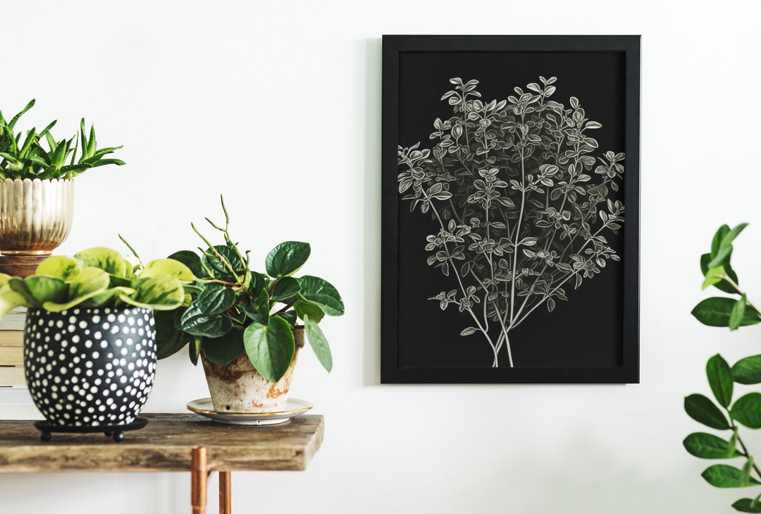 Oregano Illustration Pencil Drawing Print Botanical Poster Etsy