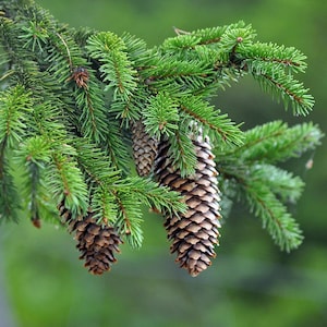 Norway Spruce Seeds - 200 High-Quality Seeds for Planting - Evergreen Tree Seeds for Garden, Landscape, Reforestation