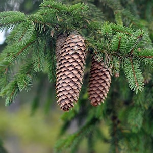 Norway Spruce Seeds - 1000 High-Quality Seeds for Planting - Evergreen Tree Seeds for Garden, Landscape, Reforestation