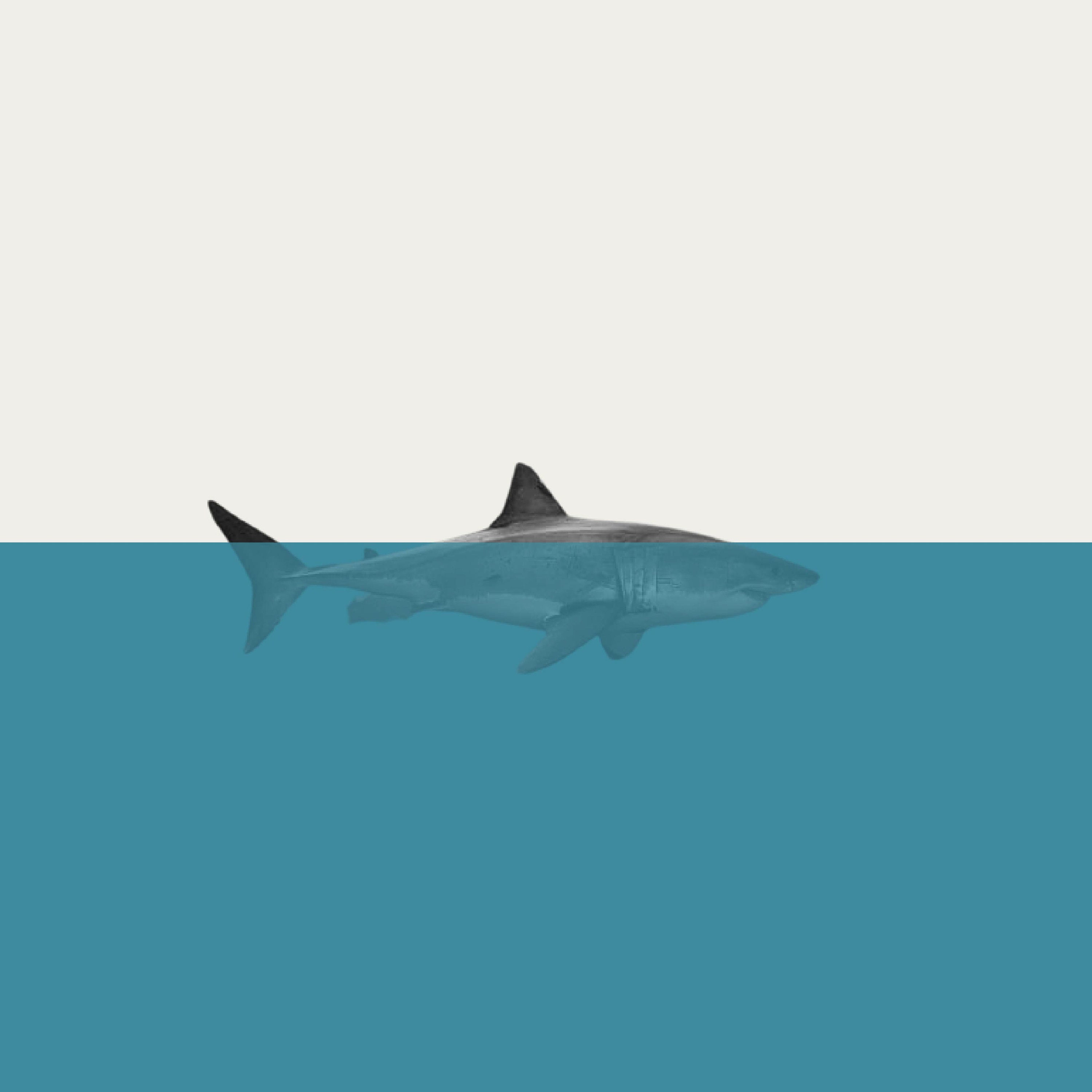 Jaws At 50:  Jaws: The Movie That Defined A Generation'S Summer Scares - wpndndu